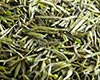 眉茶图片