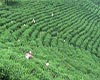 眉茶优质品茗