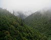 马边云雾茶基本概述