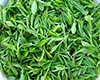 天山绿茶栽培技术