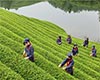 江山绿牡丹获奖/荣誉