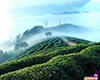 五盖山米茶基本信息