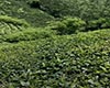 覃塘毛尖茶获奖/荣誉