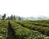 玲珑茶获奖/荣誉