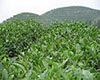 新江羽绒茶简介