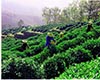 花果山云雾茶