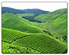 东海龙舌图片