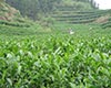 大叶种茶分类