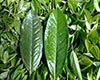 勐库大叶茶图片