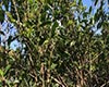 江华苦茶植物学史