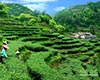 黄荆茶概况