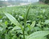福云10号图片