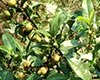 大树茶图片