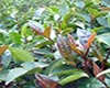火茶图片