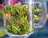 兰花茶图片
