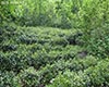 兰花茶发源地