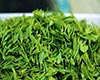 马边绿茶生产情况