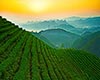 碣滩茶图片