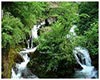龙须茶历史