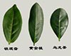 安溪六大名茶主要区别