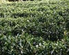 云南大叶种茶简介