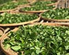 七境茶