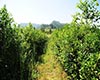 恩施富硒茶