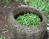 修水宁红茶获奖/荣誉