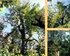 野茶树主要价值