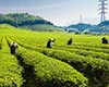 纯茶简介
