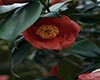 红山茶长尾红山茶