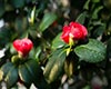 杜鹃叶山茶图片