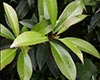 大头茶栽培技术