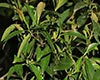 海南大头茶繁殖方法
