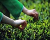 再加工茶的