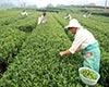 白露茶图片