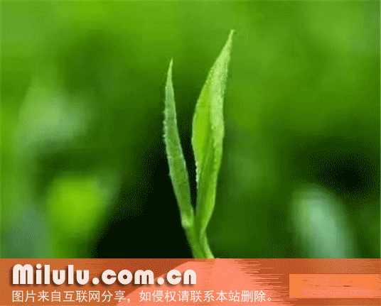 长清茶特产图片
