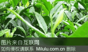 秀茶特产图片