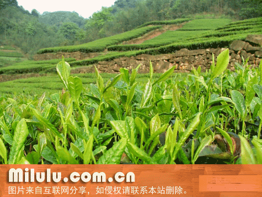 宜宾早茶特产图片