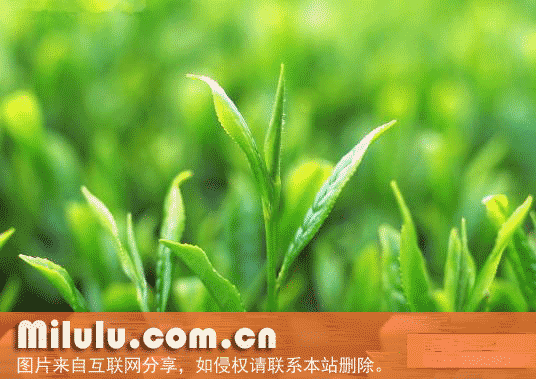 云龙茶特产图片