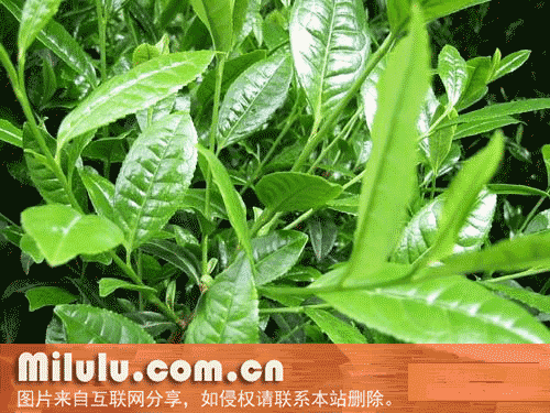 商南茶特产图片