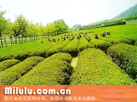虞山绿茶特产图片