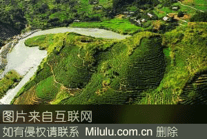 竹溪贡茶特产图片