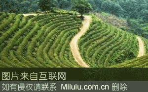 沅江茶叶特产图片