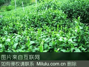 丹仙湖茶特产图片