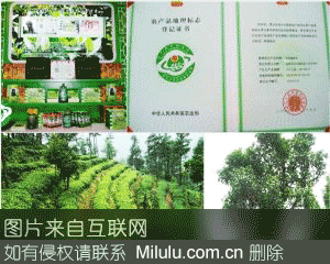 崇州龙门贡茶特产图片