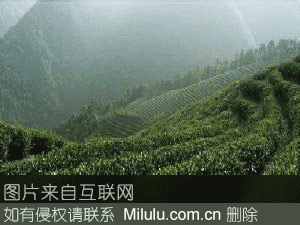 瀑泉茶特产图片