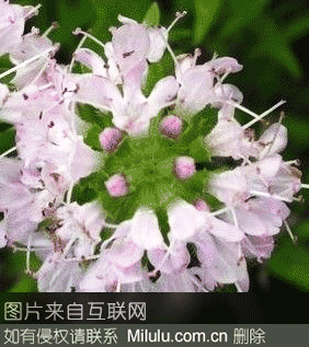 地椒茶特产图片