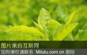 核桃坝茶叶特产图片