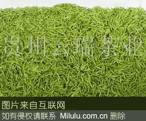 贵定云雾鸟王茶特产图片